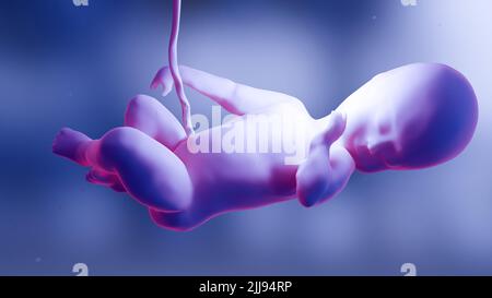 3d rendered medically accurate illustration of a Human fetus inside the womb, Baby Stock Photo