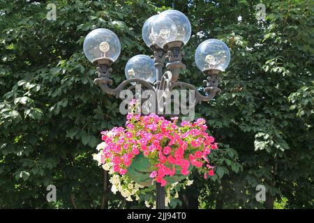 A flowerpot hanging from a cast-iron street lamp. Pink petunia in a pot as a decoration of the city park. Flowers on the streets of the city Stock Photo