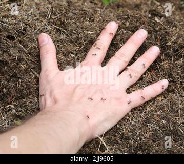 hand of the person covered with ferocious ants that sting to defend ...