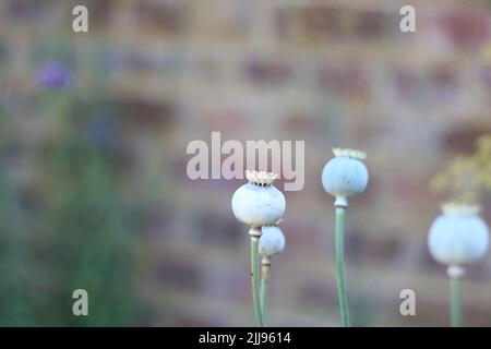 Green poppy seed heads in autumn against blurred wall with copy space Stock Photo