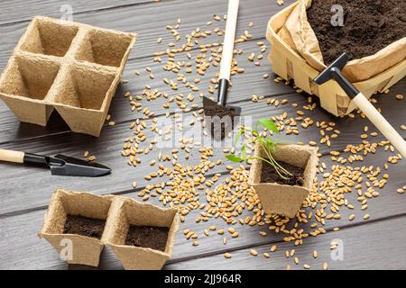 Peat pot with soil and seedlings. Set of different gardening tools. Soil in paper container. Seeds on dark wooden background. Top view. Stock Photo