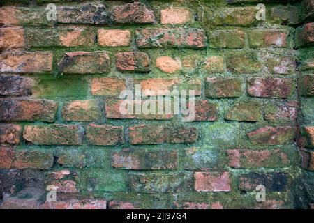 Fungi Green moss on the old brick wall has an abstract background texture Stock Photo