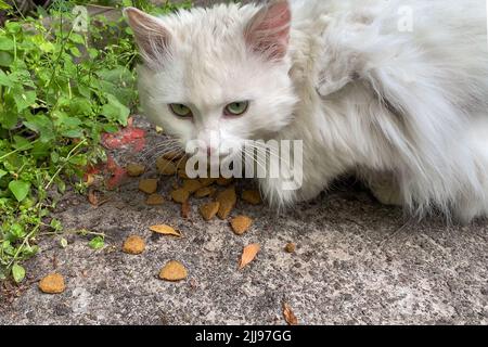 Lonely white homeless fluffy cat eats food scattered on ground. Outdoors. Close up. Stock Photo