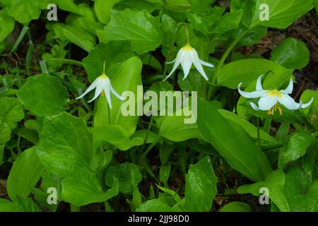 Avalanche lily (Erythronium montanum) along Boundary Trail, Mt St Helens National Volcanic Monument, Washington Stock Photo