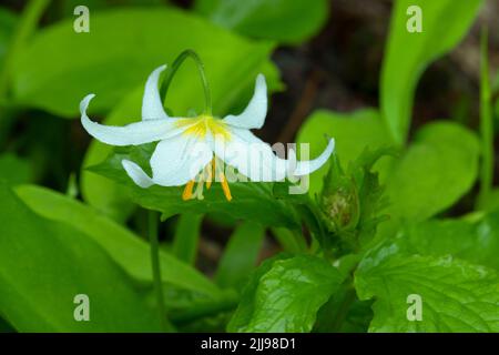 Avalanche lily (Erythronium montanum) along Boundary Trail, Mt St Helens National Volcanic Monument, Washington Stock Photo