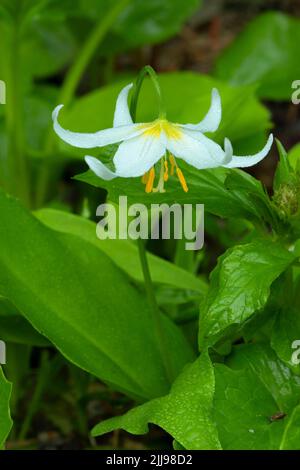 Avalanche lily (Erythronium montanum) along Boundary Trail, Mt St Helens National Volcanic Monument, Washington Stock Photo