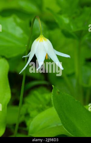 Avalanche lily (Erythronium montanum) along Boundary Trail, Mt St Helens National Volcanic Monument, Washington Stock Photo