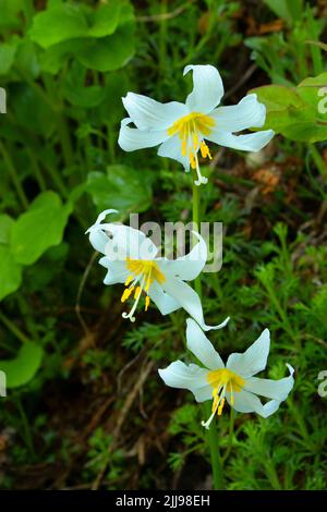 Avalanche lily (Erythronium montanum) along Boundary Trail, Mt St Helens National Volcanic Monument, Washington Stock Photo