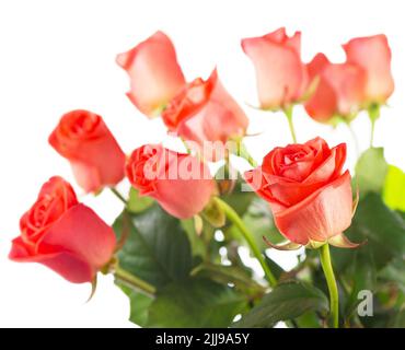 Red rose flower with clipping path, side view. Beautiful roses on stem with leaves isolated on white background. Stock Photo