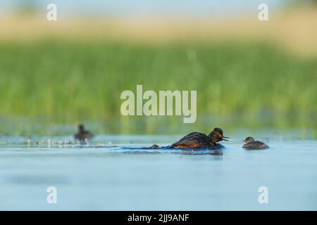 Black-necked grebe Podiceps nigricollis, adult, calling to chick, Tiszaalpár, Hungary, May Stock Photo