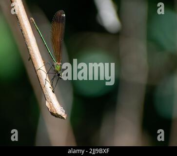 Close-up shot of Calopteryx haemorrhoidalis (Copper Demoiselle) Stock Photo