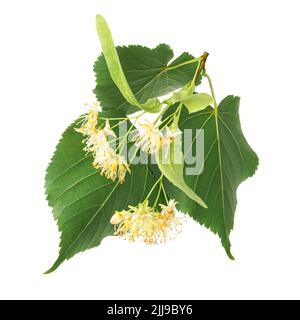 Linden flowers isolated on white background Stock Photo