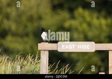 Common magpie Pica pica, adult perched on sign, RSPB Minsmere Nature Reserve, Suffolk, England, July Stock Photo