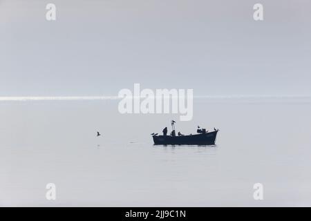 Herring gull Larus argentatus, adult flock perched on and flying behind fishing boat, Suffolk, England, July Stock Photo