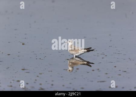 Common gull Larus canus, juvenile standing in shallow water, RSPB Minsmere Nature Reserve, Suffolk, England, July Stock Photo