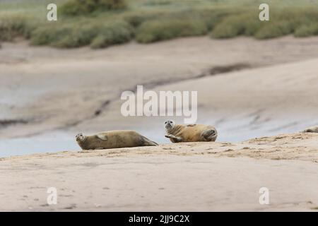 Common seal Phoca vitulina, 2 adults resting on sand bank, Norfolk, England, July Stock Photo