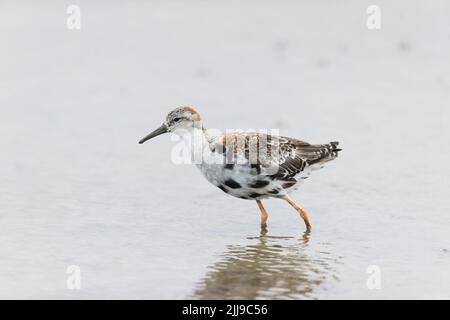 Ruff Philomachus pugnax, adult male entering winter plumage wading, RSPB Titchwell Nature Reserve, Norfolk, England, July Stock Photo