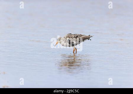 Ruff Philomachus pugnax, adult male entering winter plumage wading, RSPB Titchwell Nature Reserve, Norfolk, England, July Stock Photo