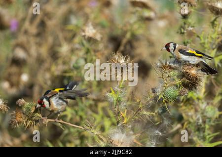 European goldfinch Carduelis carduelis, adult, feeding on thistle seed heads, Ham Wall RSPB Reserve, Somerset, UK, August Stock Photo