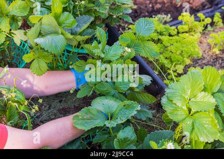 View of woman's hands trimming strawberry mustache in garden bed. Stock Photo