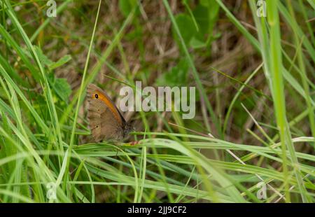 detailed closeup of a meadow brown butterfly (Maniola jurtina) resting on a grass blade Stock Photo