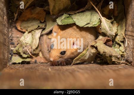 Hazel dormouse Muscardinus avellanarius, adult, in nesting box, Bükk Hills, Hungary, May Stock Photo