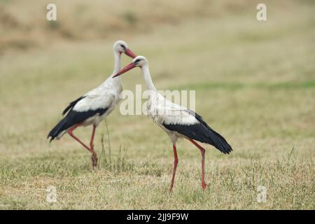 White stork Ciconia ciconia, adults, foraging in cut meadow, Tiszaalpár, Hungary, May Stock Photo