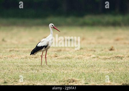 White stork Ciconia ciconia, adult, foraging in cut meadow during rain shower, Tiszaalpár, Hungary, May Stock Photo