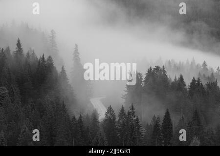 A high angle shot of a coniferous forest infused in a dense mist in grayscale Stock Photo