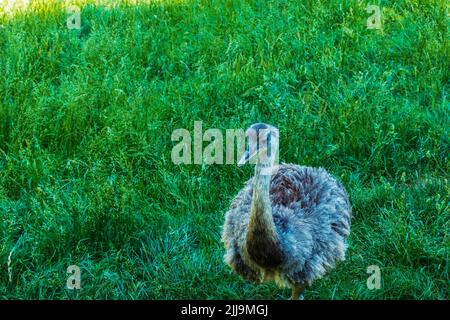 Darwin's rhea, Rhea pennata also known as the lesser rhea. It is a large flightless bird, but the smaller of the two extant species of rheas. Stock Photo