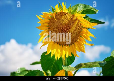 Blooming sunflowers field at summer day. Yellow sunflower head against blue sky. Harvest ripening for sunflower oil production Stock Photo