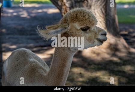 A beautiful baby alpaca enjoying a lovely late summer day. Stock Photo