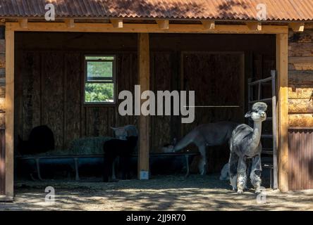 A beautiful baby alpaca enjoying a lovely late summer day. Stock Photo