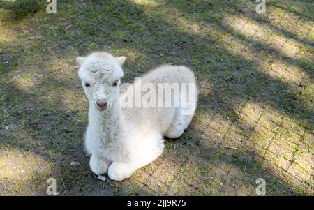 A beautiful baby alpaca enjoying a lovely late summer day. Stock Photo