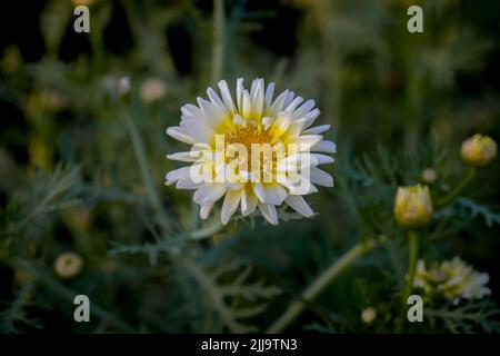 White and yellow colored single Daisy flower bloom on plant. Used selective focus. Stock Photo