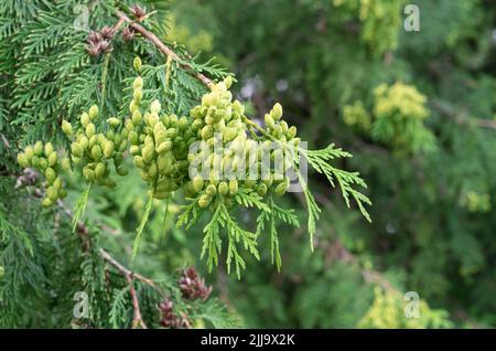 Fruits of Thuja Western or Northern White Cedar. Thuja evergreen tree. Stock Photo