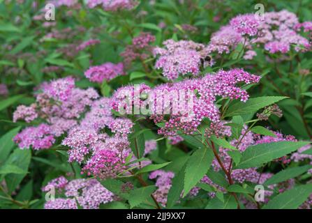 Pink spirea Japanese, feather-fern, Astilbe japonica or cuckoo bee. Stock Photo