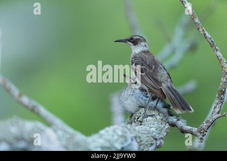 Galápagos mockingbird Mimus parvulus, adult & chick, Charles Darwin Research Centre, Puerto Ayora, Galápagos Islands, April Stock Photo