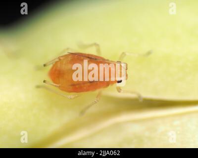 Tiny aphid (less than 1.5 mm in length) on a Brassica rapa subsp. nipposinica seedpod, probably a nymph of Myzus persicae Stock Photo