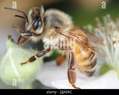 Macro of a honey bee (Apis mellifera) cleaning itself on a blackberry flower Stock Photo