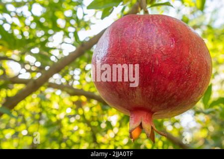 Ripe pomegranate fruit close-up on a tree branch in garden Stock Photo