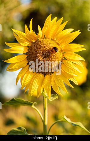 sunflower and bumblebee Stock Photo