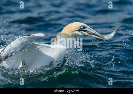 Northern gannet Morus bassanus, adult catching fish, The North Sea, Bempton Cliffs, East Riding of Yorkshire, UK, June Stock Photo