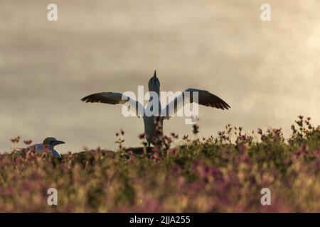 Northern gannet Morus bassanus, adult, landing on cliff-top, Bempton Cliffs, East Riding of Yorkshire, UK, June Stock Photo