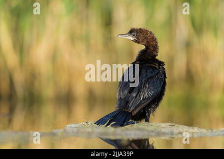 Pygmy cormorant Microcarbo pygmeus, adult, sitting on bank on marsh, Tiszaalpár, Hungary in July. Stock Photo