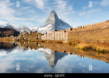 Picturesque view of Matterhorn Cervino peak and meadow near Stellisee lake in Swiss Alps. Black and white goats on foreground. Zermatt resort location, Switzerland. Landscape photography Stock Photo