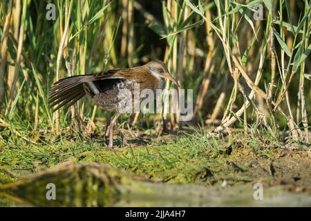 Water rail Rallus aquaticus, juvenile, foraging along marsh, Tiszaalpár, Hungary in July. Stock Photo