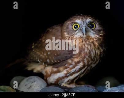 Morepork owl not happy to see the photographer Stock Photo