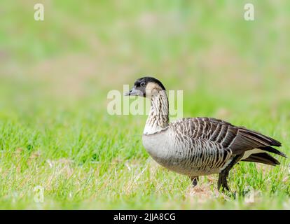 Nene or Hawaiian goose foraging for food in the Big Island Stock Photo