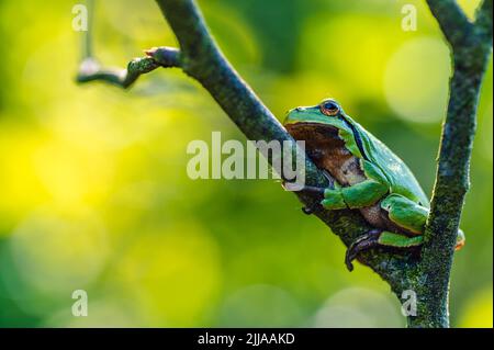 The European tree frog (Hyla arborea) rests on a twig of a bush. Green background with light shining through. Stock Photo